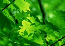 Leaves